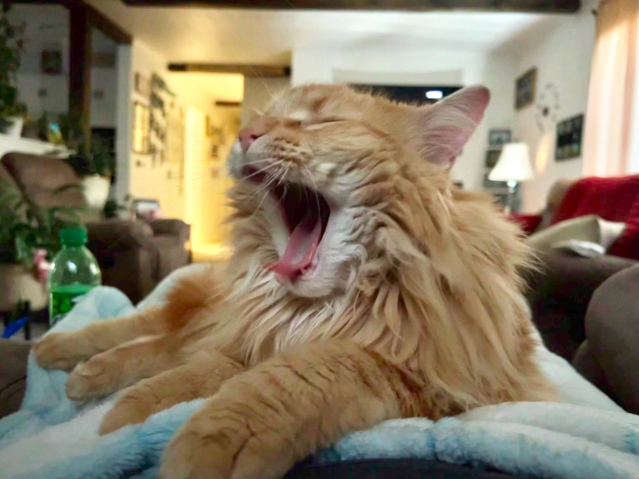 Nugget is registered to the contest to win money with this photo: bottle, carnivore, cat, claw, comfort, curtain, fang, felidae, fur, happy, jaw, paw, plant, shout, small_to_medium_sized_cats, snout, terrestrial_animal, water_bottle, whiskers, yawn