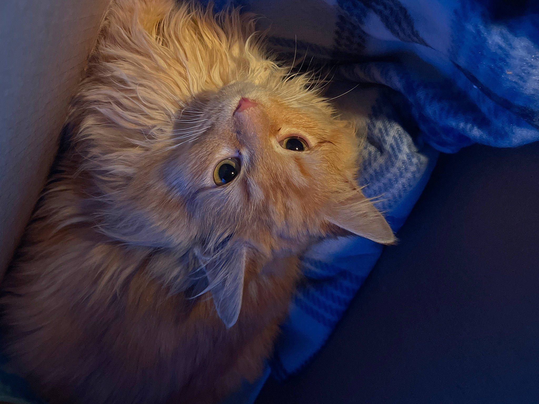 Nugget joined the competition — help win amazing prizes! carnivore, cat, claw, electric_blue, fawn, felidae, fur, service, small_to_medium_sized_cats, snout, street_light, whiskers, wood, working_animal