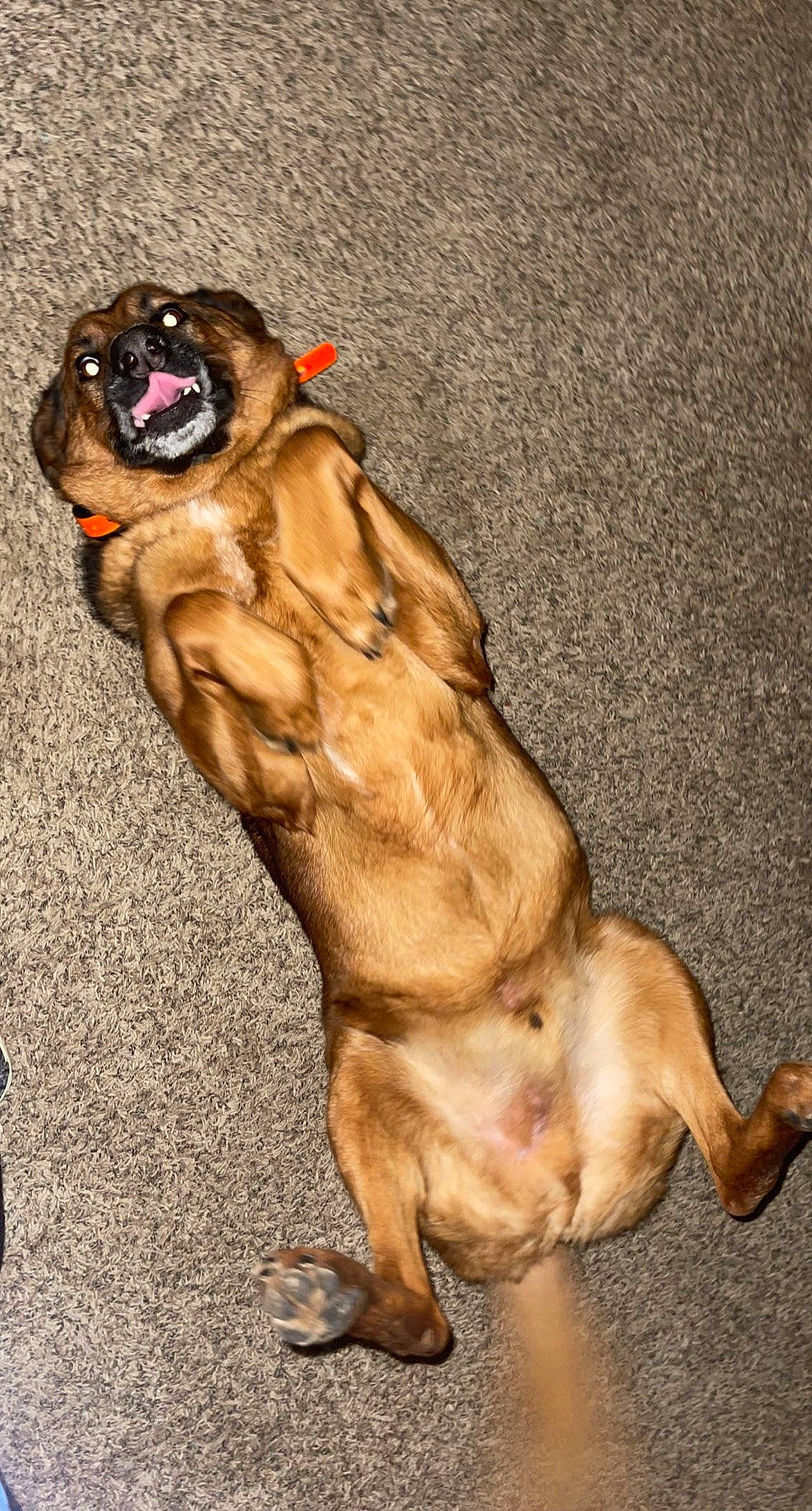 Ruger joined the competition — help win amazing prizes! art, canidae, carnivore, companion_dog, dog, dog_breed, fawn, foot, fur, human_leg, leash, liver, paw, snout, sporting_group, tail, terrestrial_animal, working_animal, working_dog