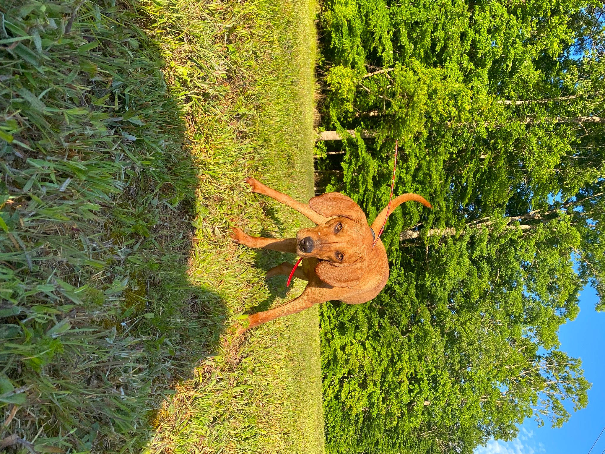 Wheat joined the competition — help win amazing prizes! biome, grass, groundcover, landscape, lawn, leaf, leisure, natural_landscape, people_in_nature, plant, pole, recreation, shrub, sky, tree, trunk, vegetation, water, woody_plant, working_animal