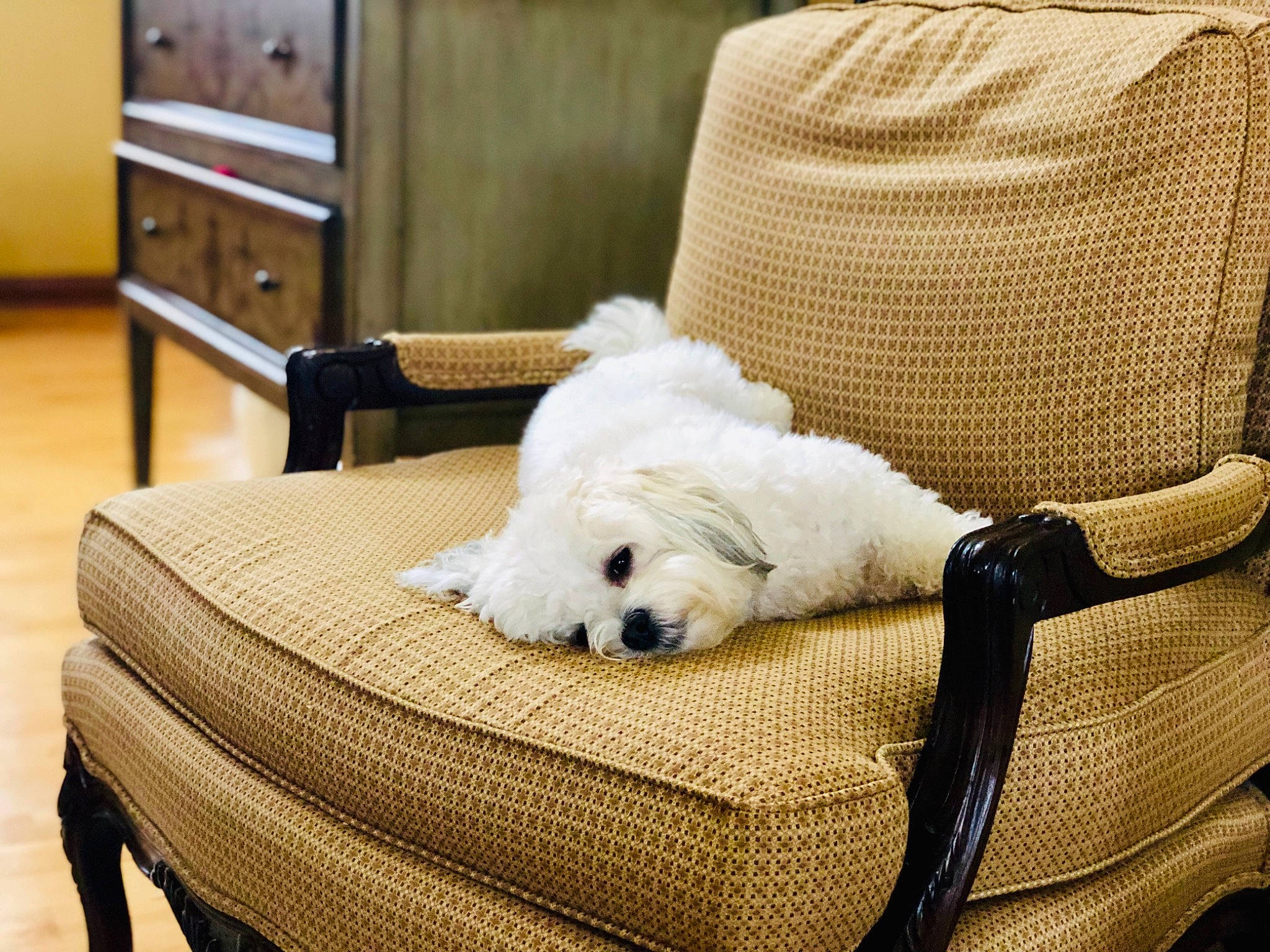Koukla is registered to the contest to win money with this photo: bichon, bichon_frise, bolognese, canidae, carnivore, companion_dog, coton_de_tulear, dog, dog_breed, fur, furniture, maltese, non_sporting_group, puppy, toy_dog