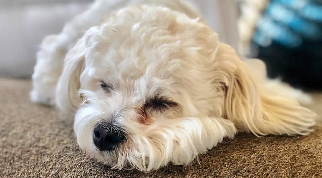 Koukla is registered to the contest to win money with this photo: bolonka, canidae, carnivore, cavachon, cavapoo, cockapoo, companion_dog, dog, dog_breed, havanese, kyi_leo, maltepoo, maltese, mammal, nose, poodle_crossbreed, puppy, schnoodle, snout, vertebrate