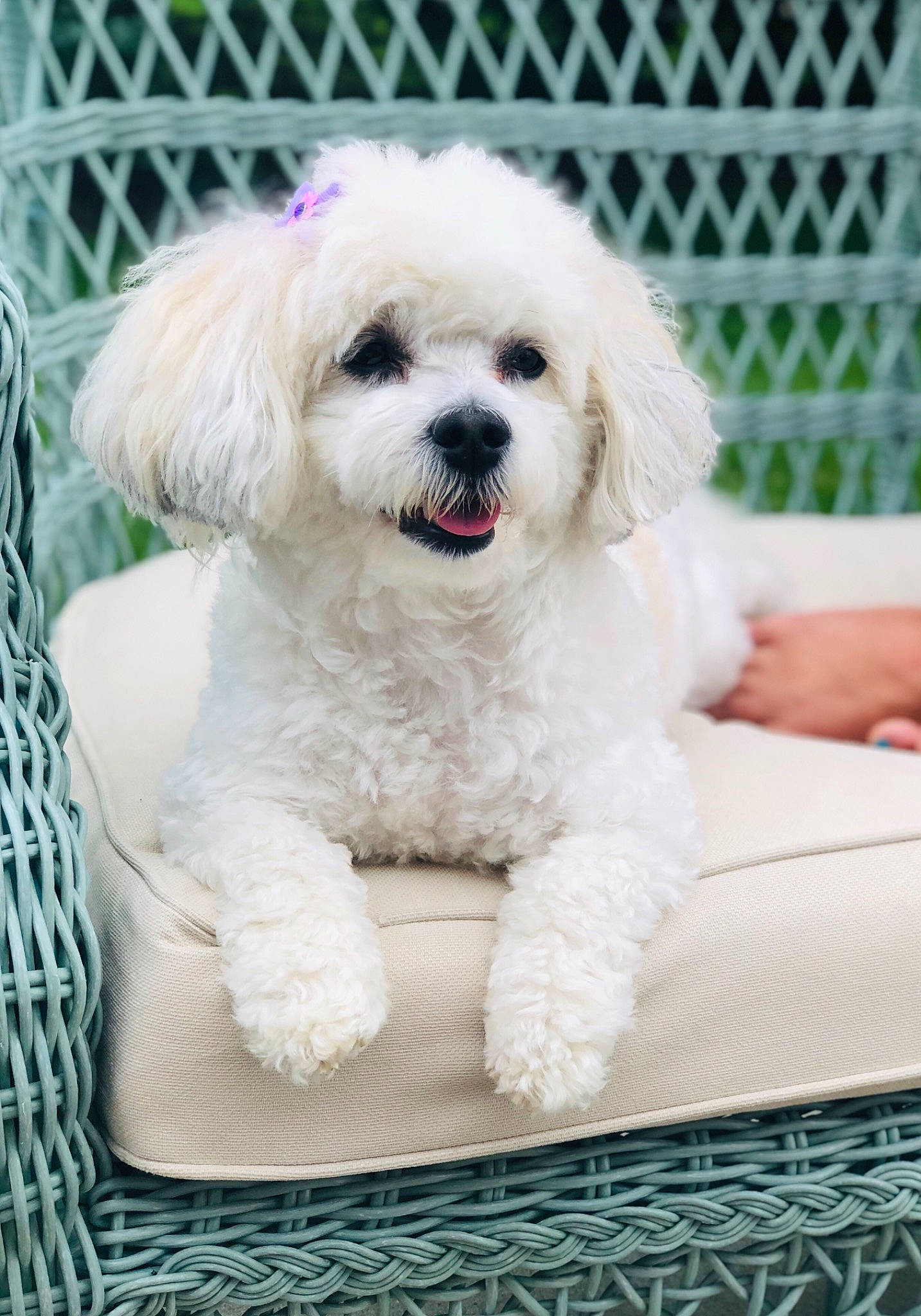 Koukla joined the competition — help win amazing prizes! bichon, bichon_frise, bolognese, canidae, carnivore, companion_dog, dog, dog_breed, maltepoo, maltese, mammal, miniature_poodle, nose, poodle, poodle_crossbreed, puppy, puppy_love, snout, toy_poodle, vertebrate
