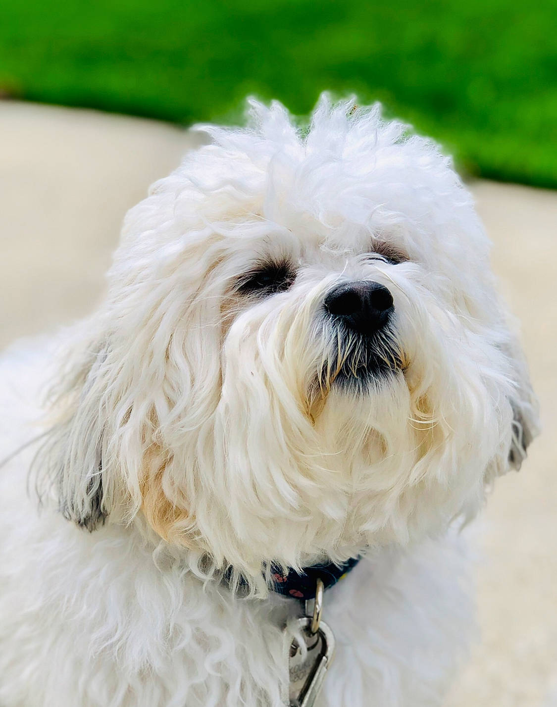 Koukla is registered to the contest to win money with this photo: bichon, bichon_frise, canidae, carnivore, companion_dog, dog, dog_breed, havanese, kyi_leo, lowchen, maltepoo, maltese, mammal, non_sporting_group, puppy, rare_breed_dog, snout, terrier, toy_dog, vertebrate