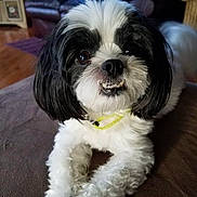 Lil Boo is registered to the contest to win money with this photo: affenpinscher, animal, ball, canine, chair, cockerspaniel, couch, cushion, dog, football, furniture, homedecor, indoors, papillon, pet, poodle, puppy, soccer, terrier, whitedog