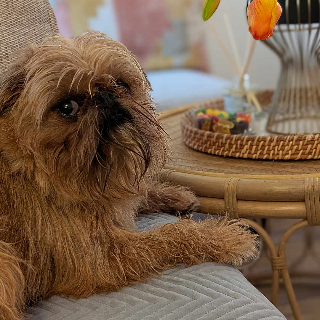 Yoga joined the competition — help win amazing prizes! affenpinscher, animal, architecture, building, canine, couch, dog, flower, flowerarrangement, furniture, ikebana, indoors, interiordesign, livingroom, pet, plant, pottedplant, puppy, room, terrier