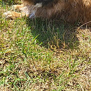 Hermione a rejoint le concours — aidez-le/la à gagner de superbes lots ! animal, cap, casual, colorful_towel, companion, dog, dry_grass, fluffy_dog, grass, headwear, nature, outdoor, pet, pink_cap, portrait, relaxed, resting, summer, sunny, towel