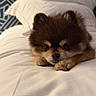 Wugga Bear is registered to the contest to win money with this photo: dog, puppy, bed, white_bed, fluffy, brown_dog, cute, pet, animal, indoor, resting, lying_down, small_dog, fur, ears, face, eyes, cozy, background, patterned_wall