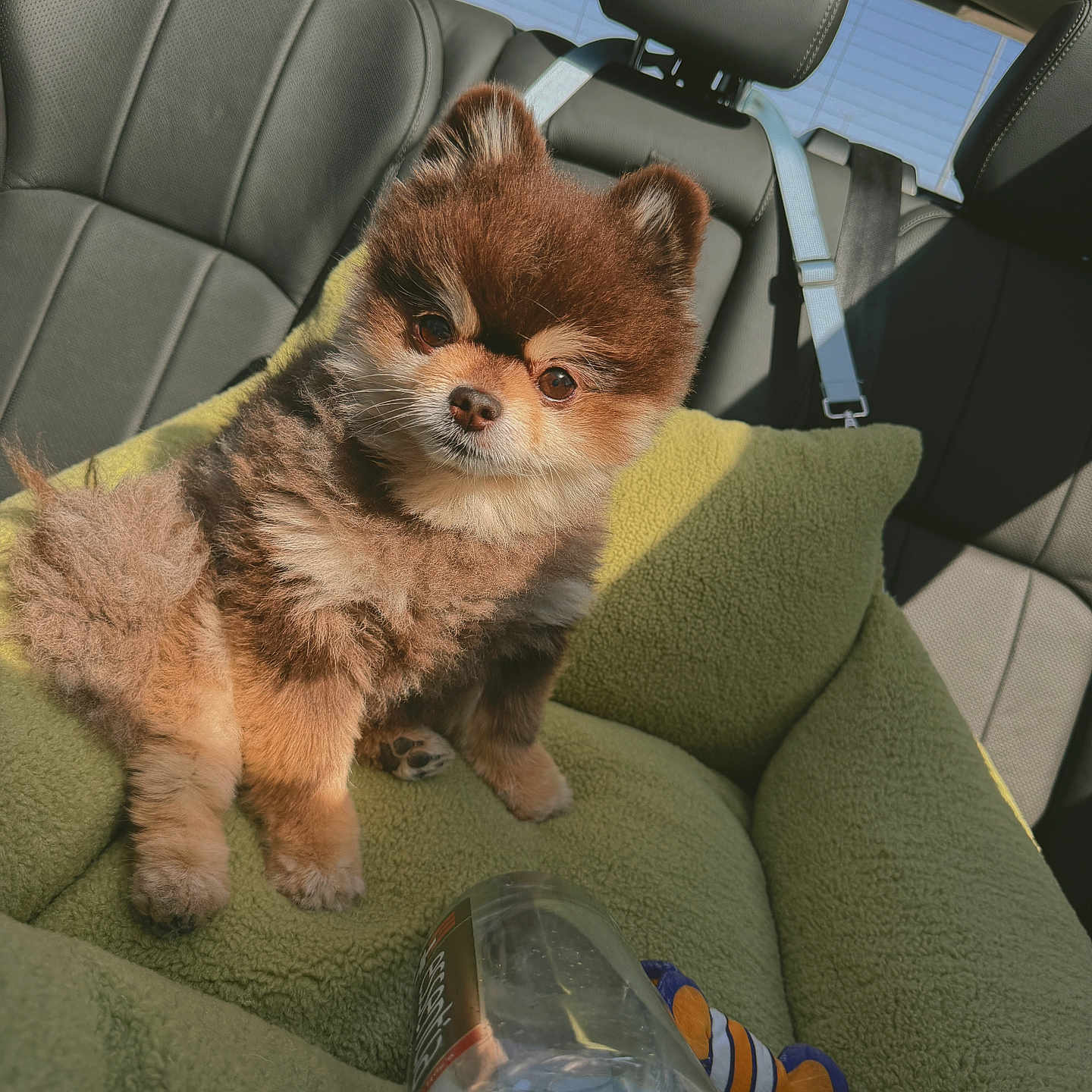 Wugga Bear is registered to the contest to win money with this photo: dog, puppy, fluffy, pet_bed, car_interior, seat, headrest, seatbelt, toy, bottle, sunlight, shadow, cute, small_dog, brown_fur, black_fur, car_window, leather_seat, relaxing, indoors