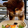 puppy, dog, food, bowl, wooden_table, outdoor, curious, brown_fur, pet, animal, closeup, daylight, sky, railing, bench, cute, fluffy, small, canine, looking_down