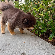 Wugga Bear joined the competition — help win amazing prizes! dog, pomeranian, fluffy, sidewalk, greenery, bush, flowers, outdoor, pet, curious, nature, canine, small_dog, fur, tail, ears, sniffing, plant, daylight, walking
