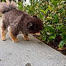 dog, pomeranian, fluffy, sidewalk, greenery, bush, flowers, outdoor, pet, curious, nature, canine, small_dog, fur, tail, ears, sniffing, plant, daylight, walking