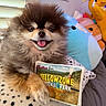Wugga Bear is registered to the contest to win money with this photo: dog, pomernian, fluffy, pet, smiling, postcard, yellowstone_national_park, blanket, plush_toys, indoor, cozy, cute, animal, fur, tongue_out, bed, decor, happy, soft, warm