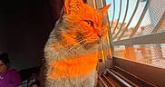 Milo joined the competition — help win amazing prizes! animal, cat, cozy, curious, domestic, feline, home, indoor, looking_out, mesh_screen, orange_light, person, pet, portrait, reflection, relaxing, shadow, sunlight, warm_light, window