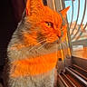 cat, window, sunlight, mesh_screen, indoor, orange_light, pet, animal, feline, portrait, shadow, reflection, cozy, person, relaxing, home, domestic, warm_light, looking_out, curious
