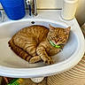 Milo is registered to the contest to win money with this photo: cat, ginger_cat, sink, bathroom, collar, green_collar, soap_dispenser, blue_container, broom, floor, tile_floor, cushion, relaxed, sleepy, pet, domestic_animal, indoor, fur, whiskers, curled_up