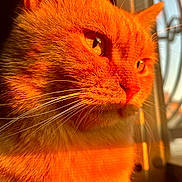Milo is registered to the contest to win money with this photo: cat, orange_cat, sunlight, window, whiskers, close_up, pet, feline, fur, domestic_cat, animal, looking, side_profile, indoor, daylight, reflection, cute, eyes, portrait, warm_light