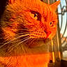 cat, orange_cat, sunlight, window, whiskers, close_up, pet, feline, fur, domestic_cat, animal, looking, side_profile, indoor, daylight, reflection, cute, eyes, portrait, warm_light