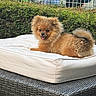 Bonnie participe au concours pour gagner de l'argent avec cette photo : dog, pomeranian, fluffy, pet, cushion, outdoor, wicker_table, greenery, hedge, fence, happy, tongue_out, small_dog, relaxed, sunlight, fur, animal, cute, smiling, companion