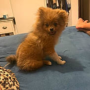 Bonnie participe au concours pour gagner de l'argent avec cette photo : dog, small_dog, fluffy, bed, blue_bedspread, bedroom, closet, clothing, foot, blanket, leopard_print, furniture, indoor, pet, animal, cute, sitting, looking, home, cozy