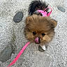 Bonnie a rejoint le concours — aidez-le/la à gagner de superbes lots ! dog, puppy, fluffy, leash, pink, harness, outdoor, stone, pebbles, cute, pet, animal, small, fur, walking, playful, tongue, face, looking_up, companion