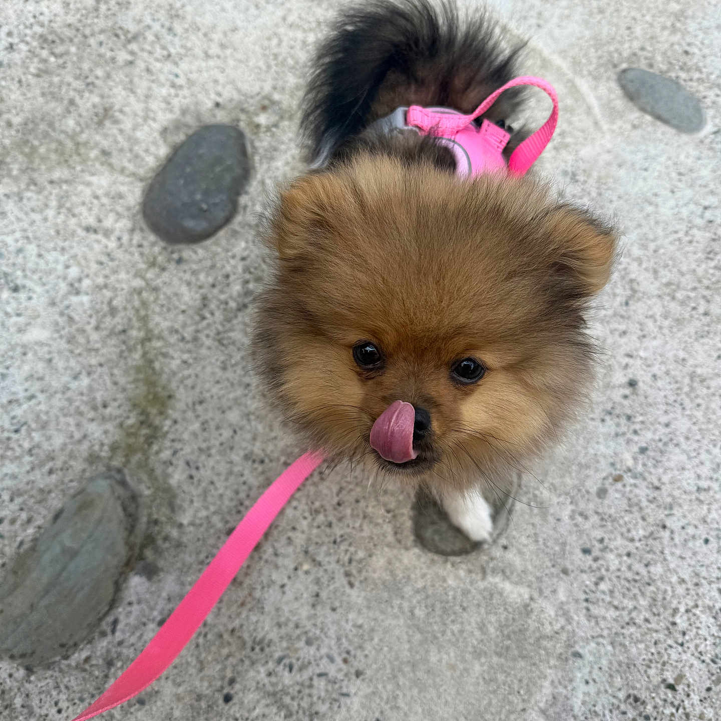 Bonnie a rejoint le concours — aidez-le/la à gagner de superbes lots ! dog, puppy, fluffy, leash, pink, harness, outdoor, stone, pebbles, cute, pet, animal, small, fur, walking, playful, tongue, face, looking_up, companion