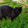 black_cat, cat, animal, grass, greenery, garden, outdoor, nature, yellow_eyes, feline, pet, mammal, plant, leaf, stealth, wildlife, curious, walking, daylight, fur