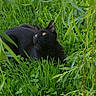 black_cat, cat, grass, greenery, leaves, outdoor, nature, animal, pet, feline, yellow_eyes, lying_down, wildlife, foliage, plants, daylight, mammal, close_up, curious, resting