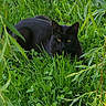 black_cat, grass, greenery, outdoor, nature, animal, feline, leaf, plant, wildlife, sitting, resting, eyes, predator, stealth, cute, pet, mammal, summer, lush