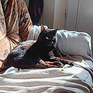 Diego participe au concours pour gagner de l'argent avec cette photo : black_cat, cat, indoor, sunlight, blanket, couch, furniture, pet, animal, relaxing, resting, cozy, home, fur, whiskers, ears, eyes, shadow, texture, comfort