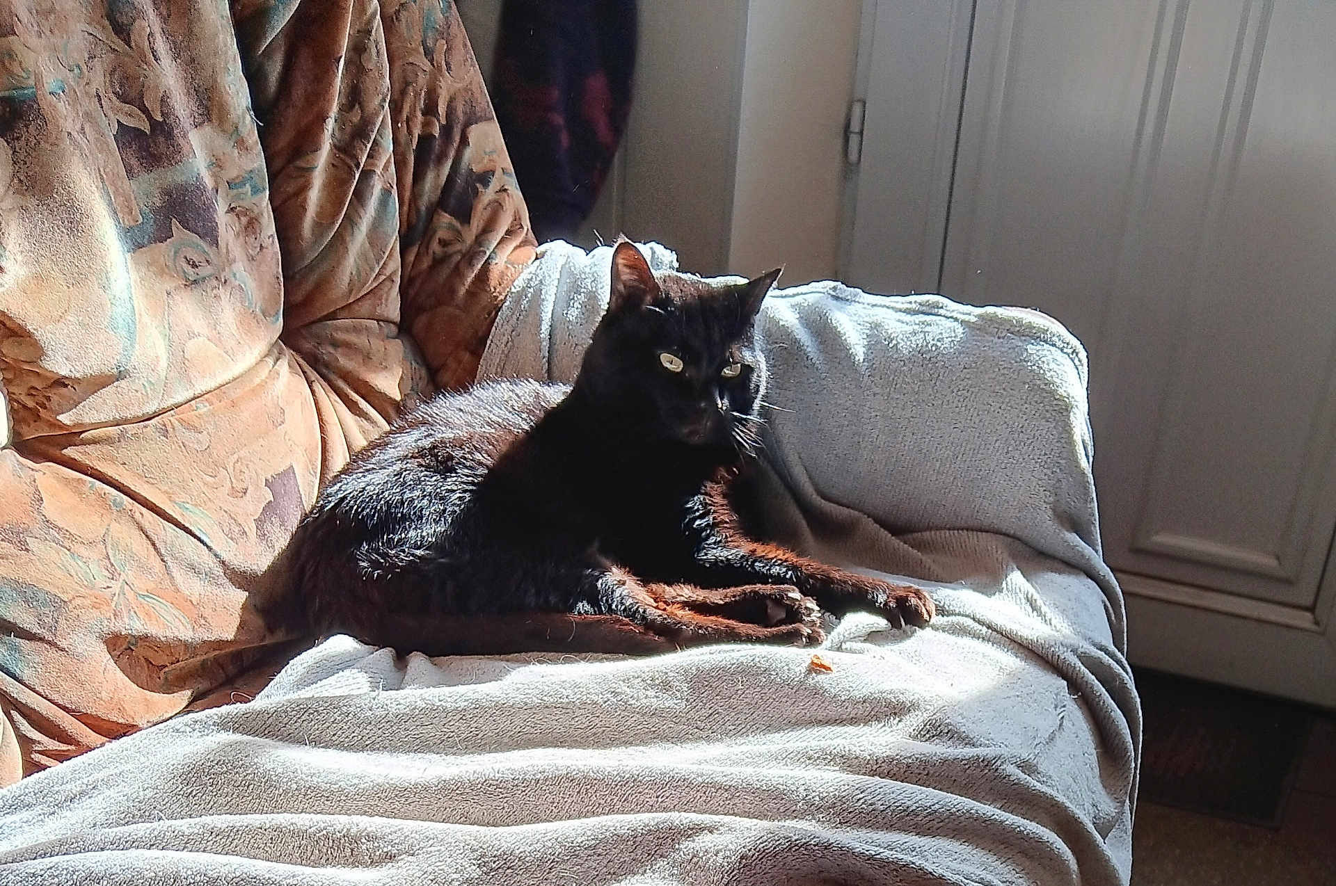 Diego participe au concours pour gagner de l'argent avec cette photo : black_cat, cat, indoor, sunlight, blanket, couch, furniture, pet, animal, relaxing, resting, cozy, home, fur, whiskers, ears, eyes, shadow, texture, comfort
