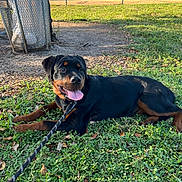 Melania is registered to the contest to win money with this photo: animal, canine, daytime, dog, fence, grass, greenery, happy, laying_down, leash, nature, outdoor, park, pet, puppy, rottweiler, summer, sunlight, tongue_out, trash_can
