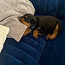 Melania is registered to the contest to win money with this photo: animal, blue, couch, cozy, cute, dog, domestic_animal, fur, gray, indoor, nap, pet, pillow, puppy, relaxation, resting, rottweiler, sleeping, soft, young