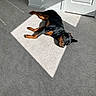 animal, black, brown, carpet, cozy, dog, door, floor, indoor, minimalistic, nap, peaceful, pet, quiet, relaxation, rottweiler, shadow, sleeping, sunlight, wall