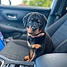 Melania joined the competition — help win amazing prizes! animal, black_fur, car_interior, car_seat, closeup, collar, cute, daylight, dog, domestic_animal, looking, pet, portrait, puppy, rottweiler, sitting, tan_fur, vehicle, window, young_dog