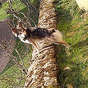 Playmo participe au concours pour gagner de l'argent avec cette photo : dog, stone_wall, grass, garden, sunlight, tree_branches, outdoor, animal, pet, fur, tail, ears, nature, daylight, curious, moss, ground, walking, standing, canine