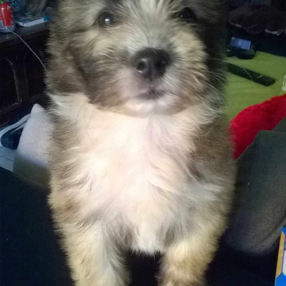 Miska