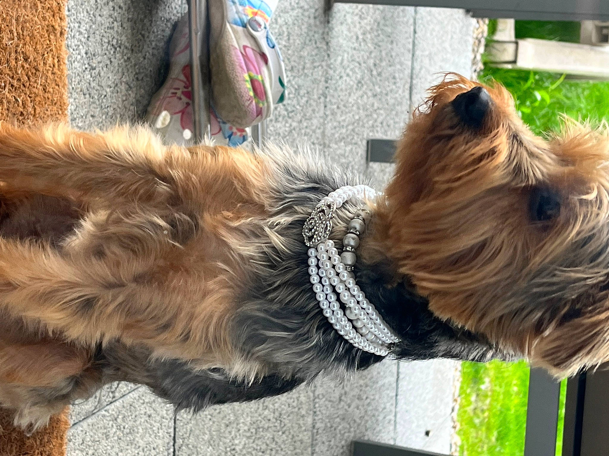 Tosca a rejoint le concours — aidez-le/la à gagner de superbes lots ! carnivore, collar, companion_dog, dog, dog_breed, dog_collar, dog_supply, fawn, fur, leash, liver, mammal, pet_supply, small_terrier, snout, sporting_group, terrier, vertebrate, welsh_terrier, working_animal