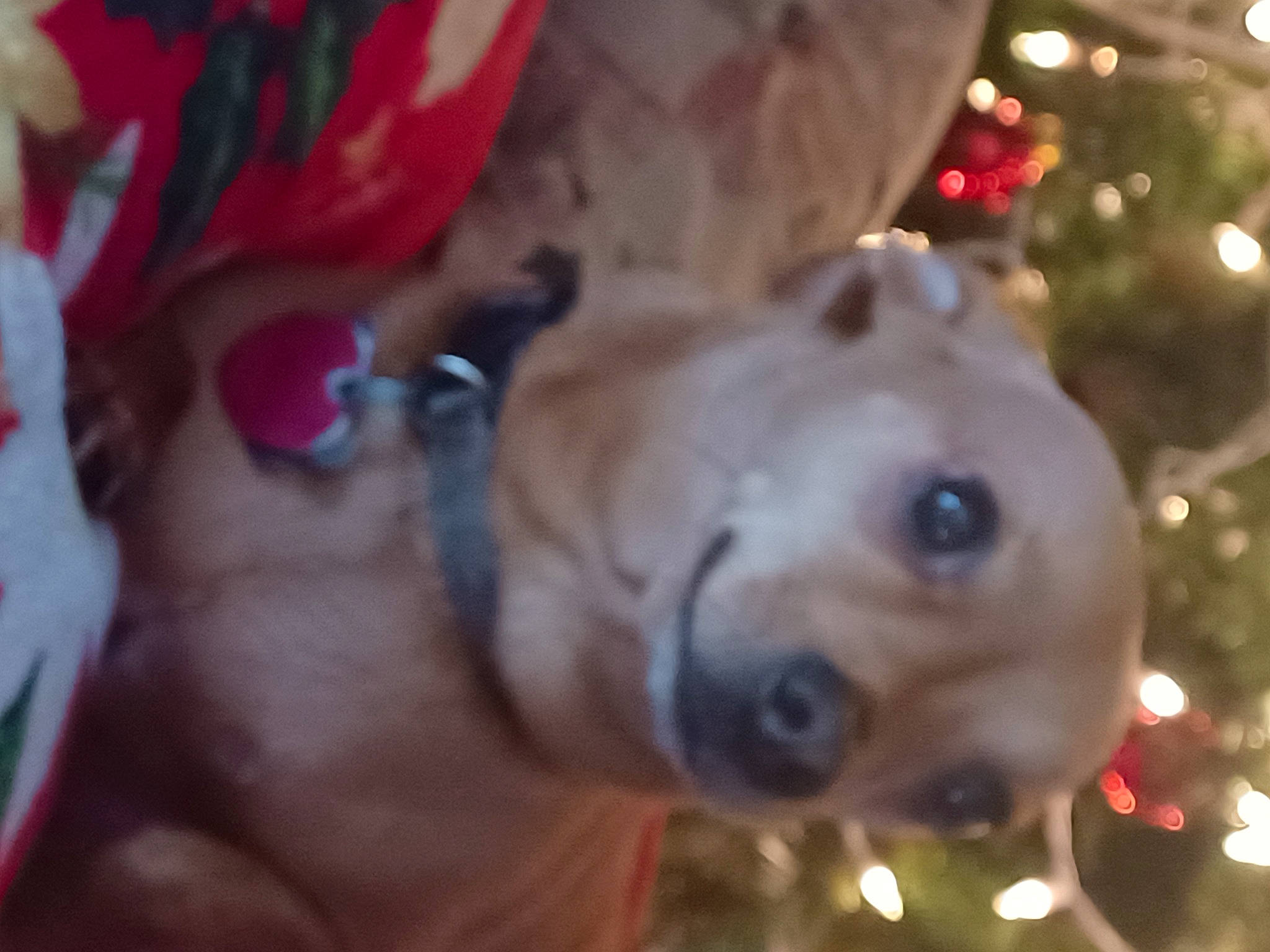 Punkin is registered to the contest to win money with this photo: carnivore, christmas, christmas_decoration, christmas_ornament, christmas_tree, companion_dog, conifer, dog, dog_breed, event, fawn, holiday, holiday_ornament, light, ornament, plant, snout, sporting_group, tree, whiskers