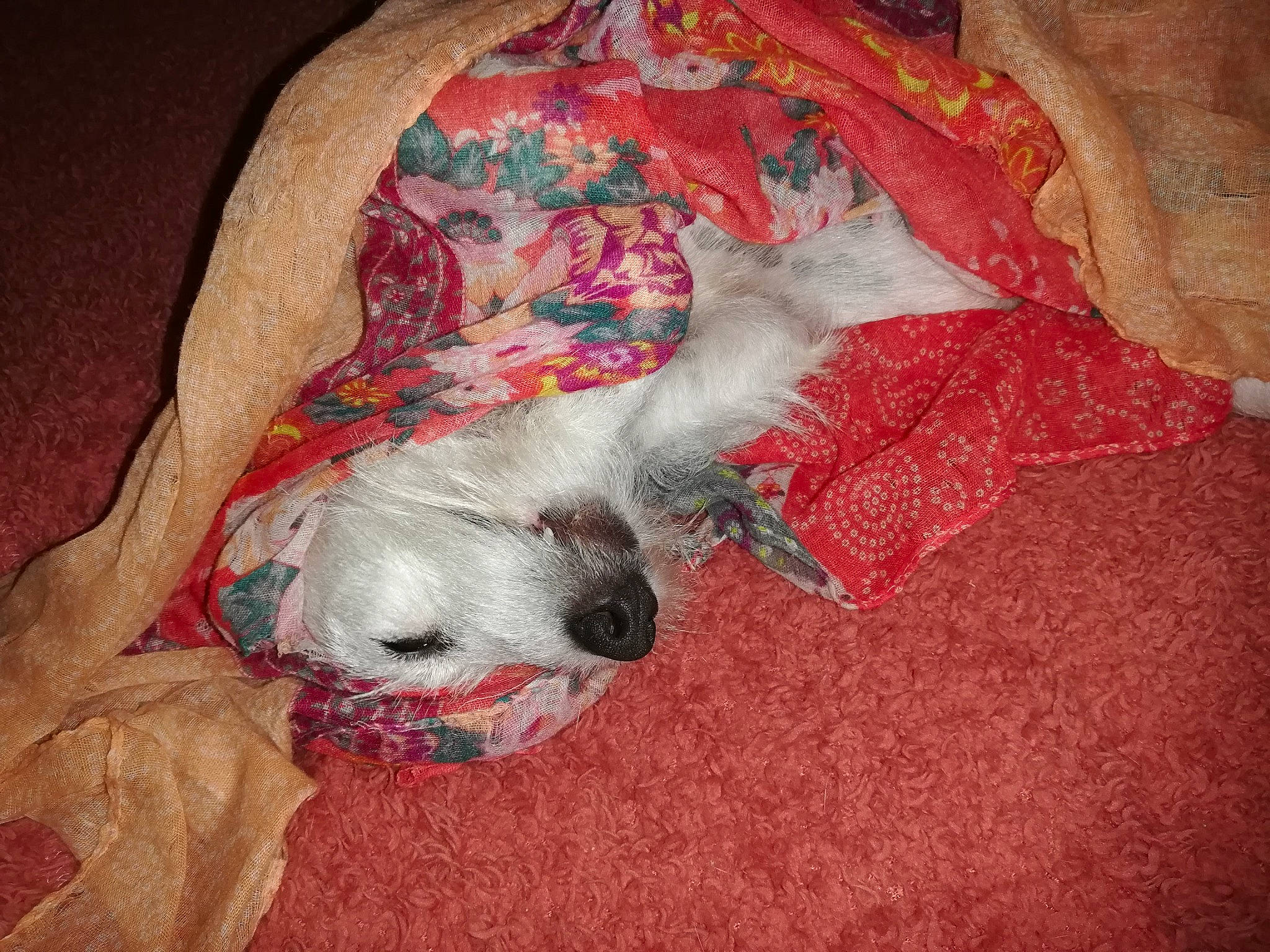 Lola participe au concours pour gagner de l'argent avec cette photo : art, carmine, carnivore, comfort, companion_dog, couch, dog, dog_breed, dog_clothes, dog_supply, fawn, fur, grey, linens, paw, pet_supply, snout, toy_dog, whiskers, working_animal