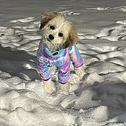 Emmy joined the competition — help win amazing prizes! adorable, animal, cold_weather, colorful_clothing, cute, dog, fur, furry, head_tilt, looking, outdoor, pet, playful, puppy, small_dog, snow, standing, tie_dye, white_snow, winter