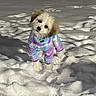adorable, animal, cold_weather, colorful_clothing, cute, dog, fur, furry, head_tilt, looking, outdoor, pet, playful, puppy, small_dog, snow, standing, tie_dye, white_snow, winter