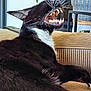 cat, black_and_white, teeth, whiskers, couch, indoor, plant, furniture, pet, animal, relaxing, closeup, mouth_open, yawning, feline, domestic_animal, houseplant, texture, resting, cozy