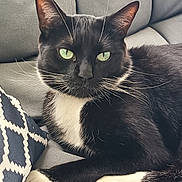 Krokmou a rejoint le concours — aidez-le/la à gagner de superbes lots ! cat, tuxedo_cat, black_and_white, green_eyes, whiskers, paws, couch, gray_couch, cushion, patterned_cushion, indoor, pet, feline, relaxed, resting, close_up, portrait, animal, domestic_cat, fur