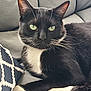 cat, tuxedo_cat, black_and_white, green_eyes, whiskers, paws, couch, gray_couch, cushion, patterned_cushion, indoor, pet, feline, relaxed, resting, close_up, portrait, animal, domestic_cat, fur