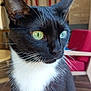 cat, tuxedo_cat, green_eyes, close_up, indoor, feline, whiskers, black_and_white, pet, curious, sitting, animal, fur, portrait, domestic_cat, household, furniture, red_chair, wood_floor, focused