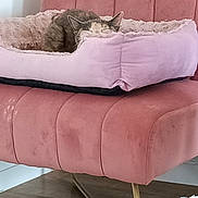 Mia a rejoint le concours — aidez-le/la à gagner de superbes lots ! cat, pet_bed, pink, chair, sleeping, cozy, indoor, furniture, floor, wooden_floor, domestic_cat, fur, resting, quiet, relaxation, home, soft_texture, calm, comfortable, animal