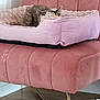 cat, pet_bed, pink, chair, sleeping, cozy, indoor, furniture, floor, wooden_floor, domestic_cat, fur, resting, quiet, relaxation, home, soft_texture, calm, comfortable, animal