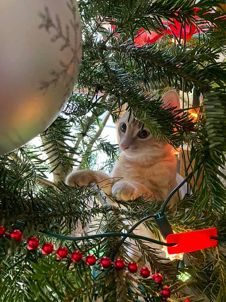 Chausson a rejoint le concours — aidez-le/la à gagner de superbes lots ! branch, carnivore, cat, christmas, christmas_decoration, christmas_eve, christmas_ornament, christmas_tree, event, evergreen, felidae, fur, holiday, holiday_ornament, ornament, pine_family, small_to_medium_sized_cats, tradition, whiskers, woody_plant