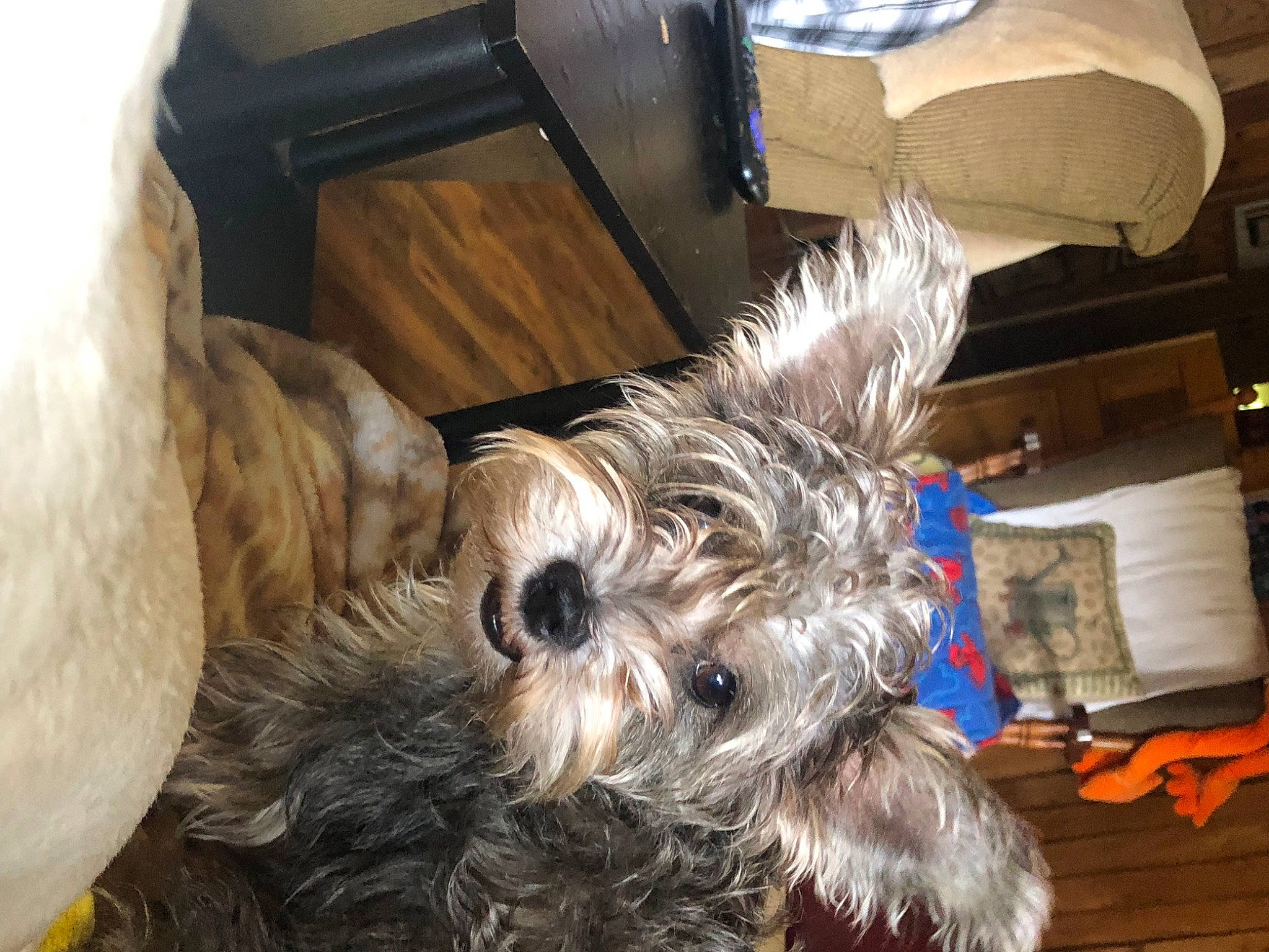 Daisy joined the competition — help win amazing prizes! biewer_terrier, canidae, carnivore, companion_dog, dog, dog_breed, dog_supply, fur, liver, non_sporting_group, puppy, schnauzer, small_terrier, snout, sporting_group, terrier, toy_dog, wood, working_animal, yorkipoo